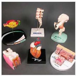 Pharma Promotional Model Pharmaceutical and Anatomical Model Gifts